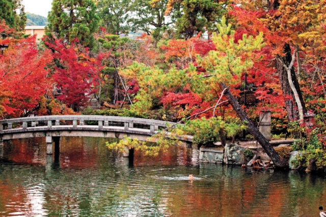 《ライトアップ×紅葉》永観堂