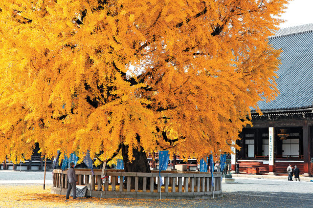 京都 イチョウの名所 西本願寺