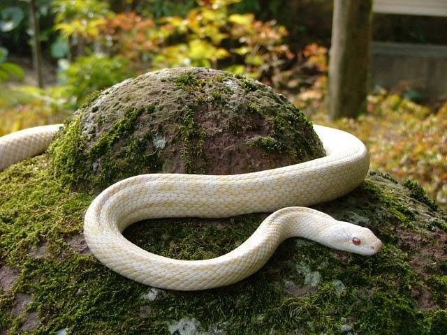 岩国のおすすめの観光スポット 白蛇今津観覧所