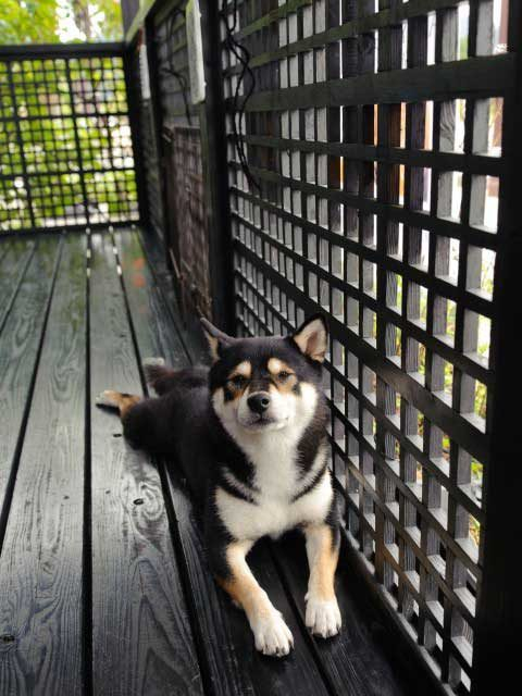 【萩のおすすめカフェ】指月茶寮