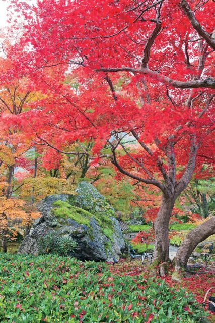 嵐山・嵯峨野周辺の紅葉おすすめスポット 宝厳院