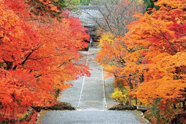 嵐山・嵯峨野周辺の紅葉おすすめスポット 二尊院