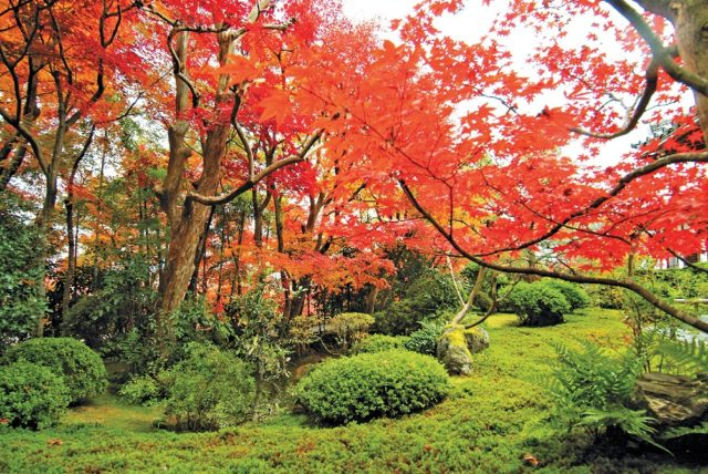 華厳寺(鈴虫寺)