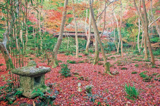 嵐山・嵯峨野周辺の紅葉おすすめスポット 祇王寺