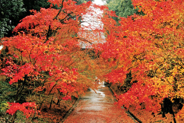 醍醐寺・隨心院・勧修寺エリアの紅葉おすすめスポット 醍醐寺