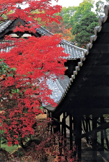 【高台寺ここが見どころ】臥龍廊