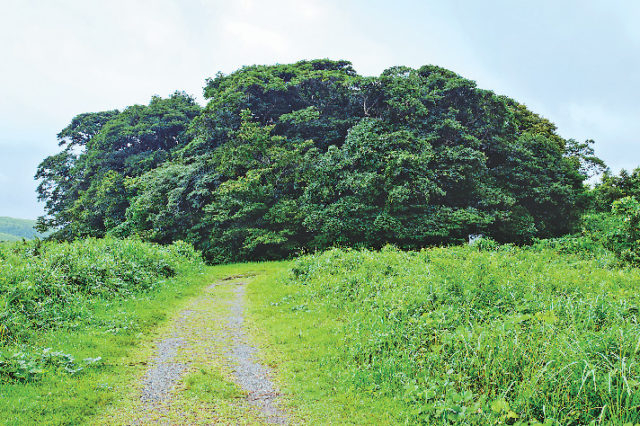 【秋吉台×見どころ】長者ヶ森