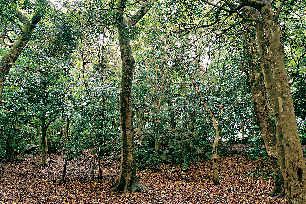 【秋吉台×見どころ】長者ヶ森