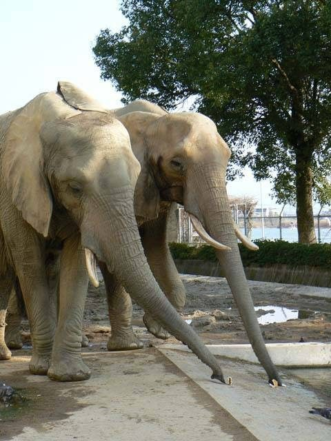 熊本市動植物園