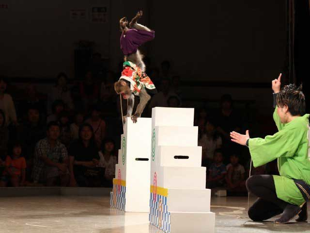 【熊本・阿蘇ドライブスポット×観光】芸達者な猿たちのショー「阿蘇猿まわし劇場」