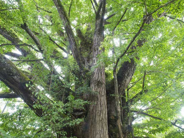 下城の大イチョウ