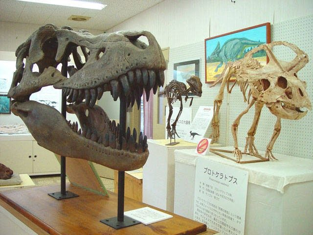 天草市立御所浦白亜紀資料館