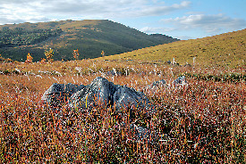 秋吉台ってどんなところ?