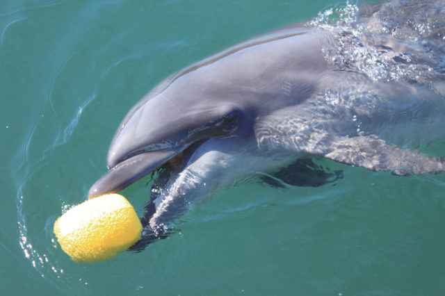わくわく海中水族館 シードーナツ