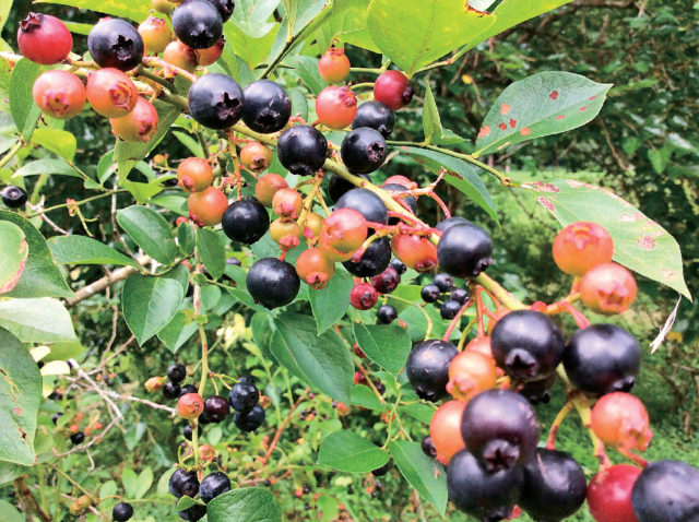 あっぷるみんとハーブ農園