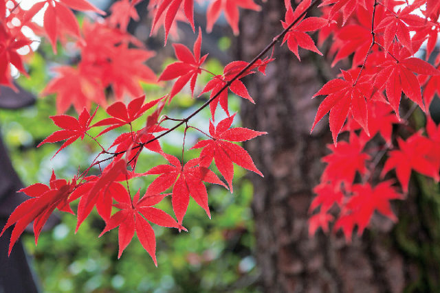 高雄へのアクセス