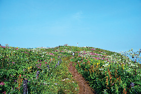 【滋賀ハイキング×伊吹山】登山道コース案内