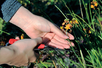 ハーブのグリセリンソープ作り