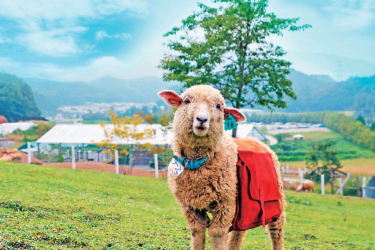 羊のえさやり体験