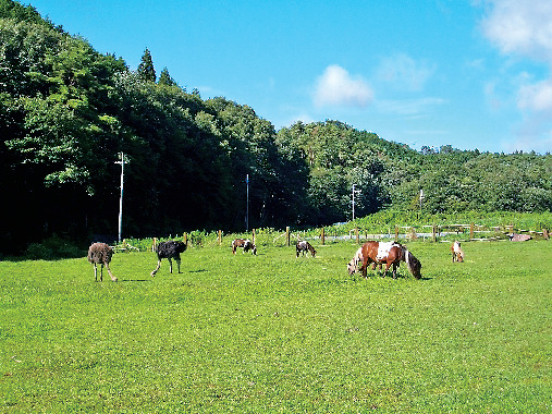 山田牧場