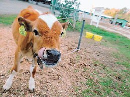 動物と触れ合おう!