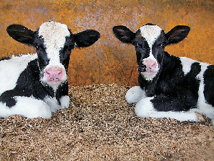 動物と触れ合おう!