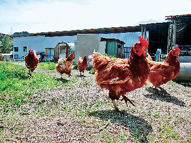 動物と触れ合おう!