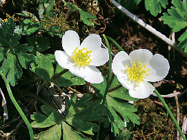【滋賀×ハイキング】伊吹山