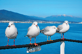 琵琶湖 遊覧船&湖上クルーズ情報① ミシガンクルーズ