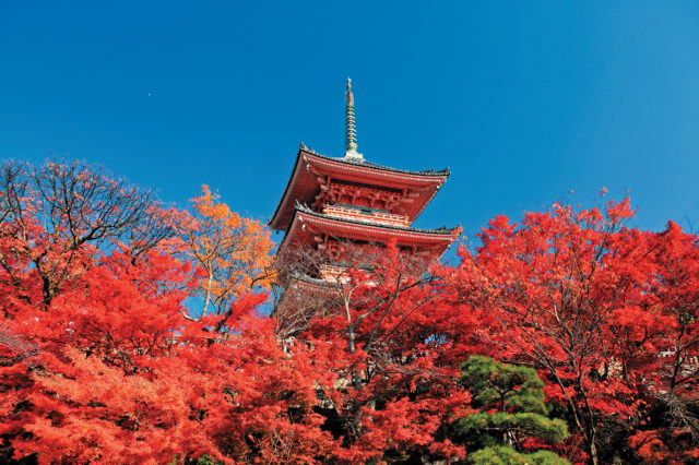 【清水寺のここが見どころ】三重塔