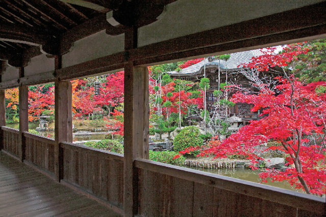 嵐山・嵯峨野周辺の紅葉おすすめスポット 清凉寺(嵯峨釈迦堂)