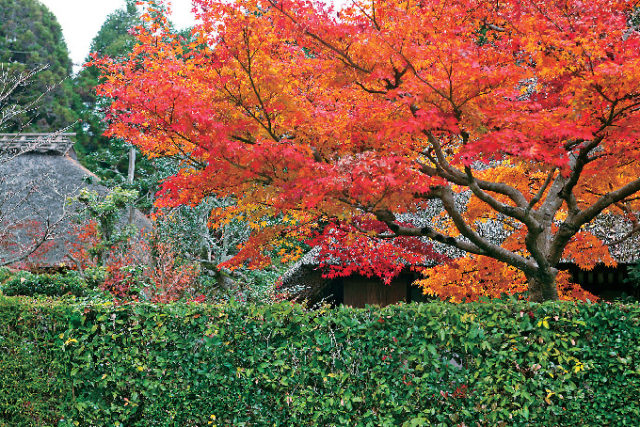 嵐山・嵯峨野周辺の紅葉おすすめスポット 落柿舎