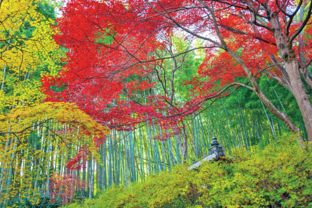嵐山・嵯峨野周辺の紅葉おすすめスポット 直指庵
