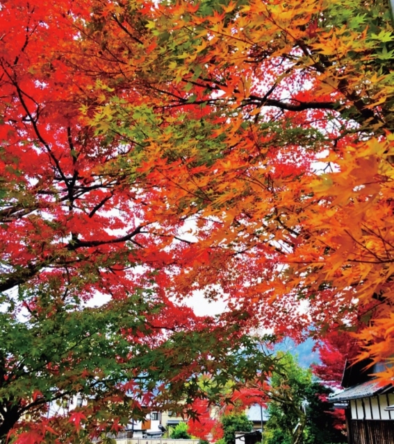 嵐山・嵯峨野周辺の紅葉おすすめスポット 證安院