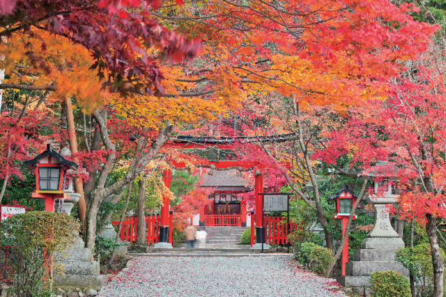 【善峯寺周辺×紅葉】和歌にも詠まれた神鹿が迎える由緒深き社「大原野神社」