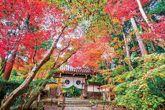 【善峯寺周辺×紅葉】参道の両側から枝を伸ばす深紅の葉「光明寺」
