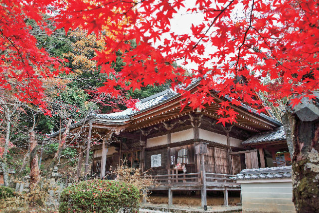 【善峯寺周辺×紅葉】色鮮やかに輝く西行法師が愛した花の寺「勝持寺」