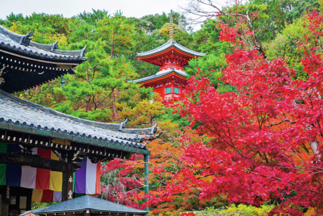 東福寺周辺の紅葉おすすめスポット ボケ封じの観音様「今熊野観音寺」