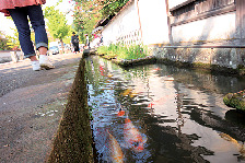 【COLUMN】水路と鯉