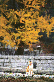 岩国の名所 吉香公園