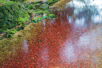 別府弁天池はこんなところ