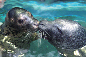 アザラシくんのぱっくんタイム