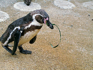 海響館の見どころ④ ペンギン温帯ゾーン(2階)