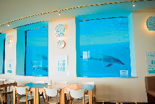 イルカの見えるレストラン