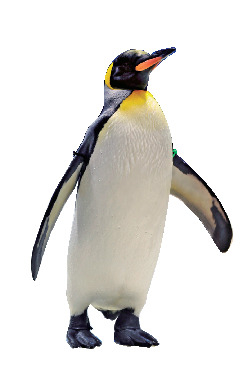 海響館の見どころ③ ペンギン村亜南極ゾーン(地下1階・1階)