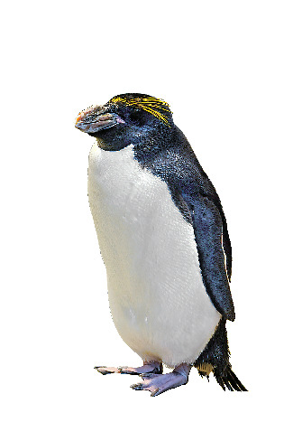 海響館の見どころ③ ペンギン村亜南極ゾーン(地下1階・1階)