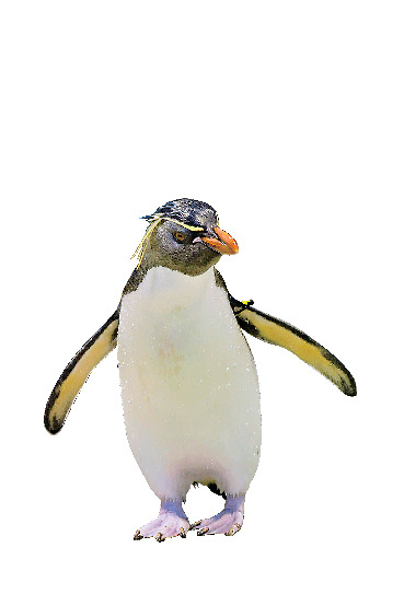 海響館の見どころ③ ペンギン村亜南極ゾーン(地下1階・1階)