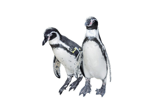 海響館の見どころ③ ペンギン村亜南極ゾーン(地下1階・1階)