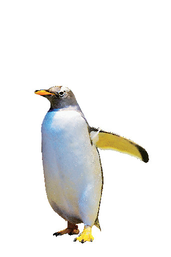 海響館の見どころ③ ペンギン村亜南極ゾーン(地下1階・1階)