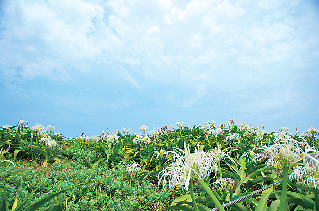 【角島の観光スポット】ハマユウ群生地